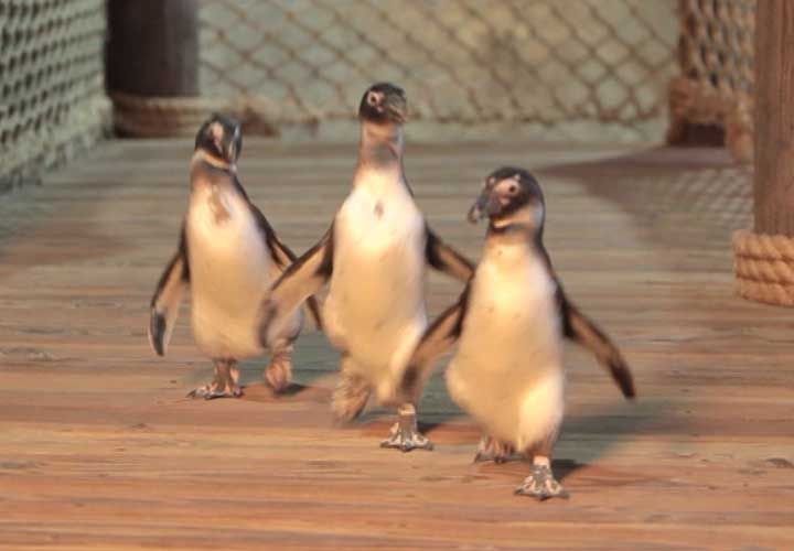three penguins crossing a bridge inside an aquairum