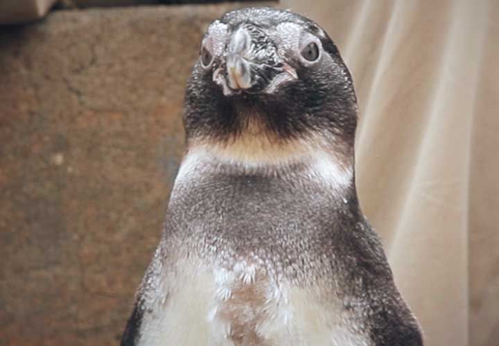 close up of a penguins face