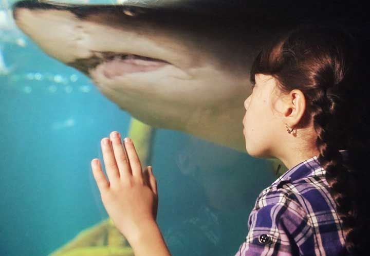 a ten year old girl looking at a shark swim by in a tank