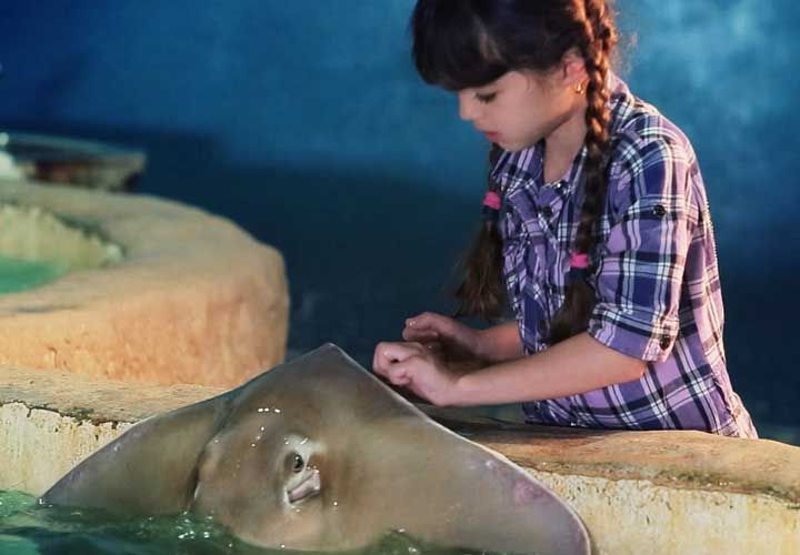 a ten year old girl feeding a stingray