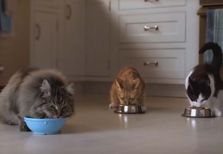 three cats in a kichen eating out of seperate bowls